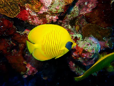 Bluecheek Butterflyfish