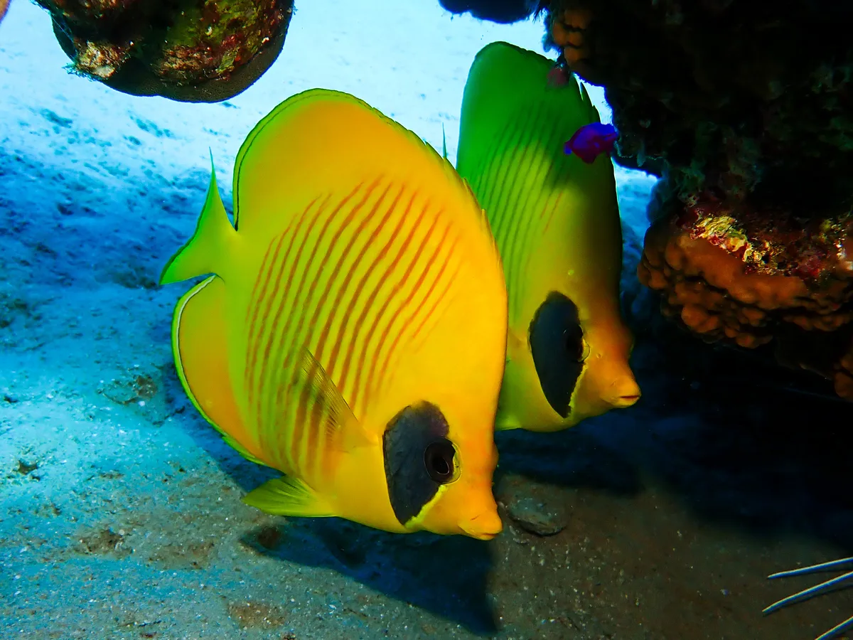 Bluecheek Butterflyfish