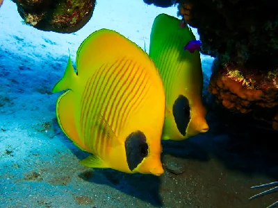 Bluecheek Butterflyfish