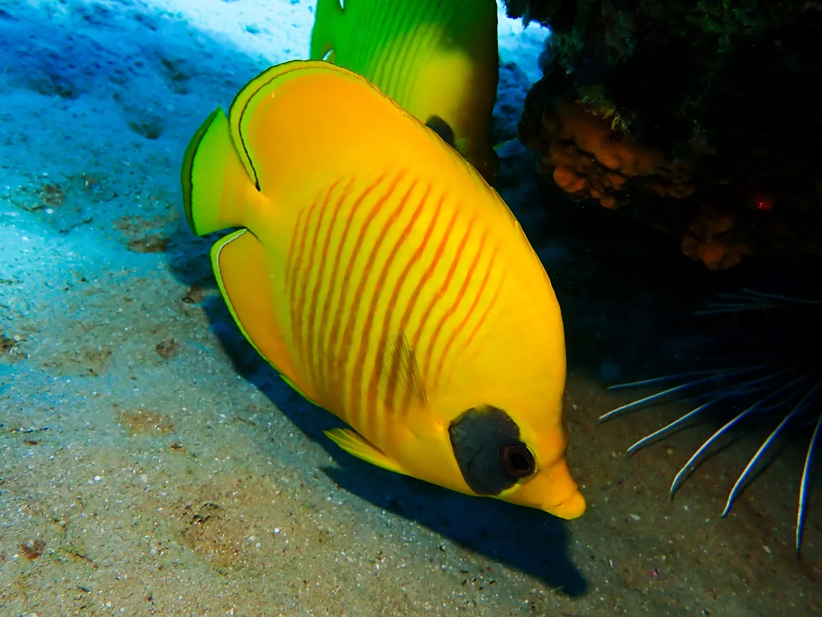 Bluecheek Butterflyfish
