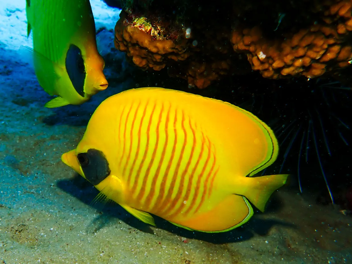 Bluecheek Butterflyfish