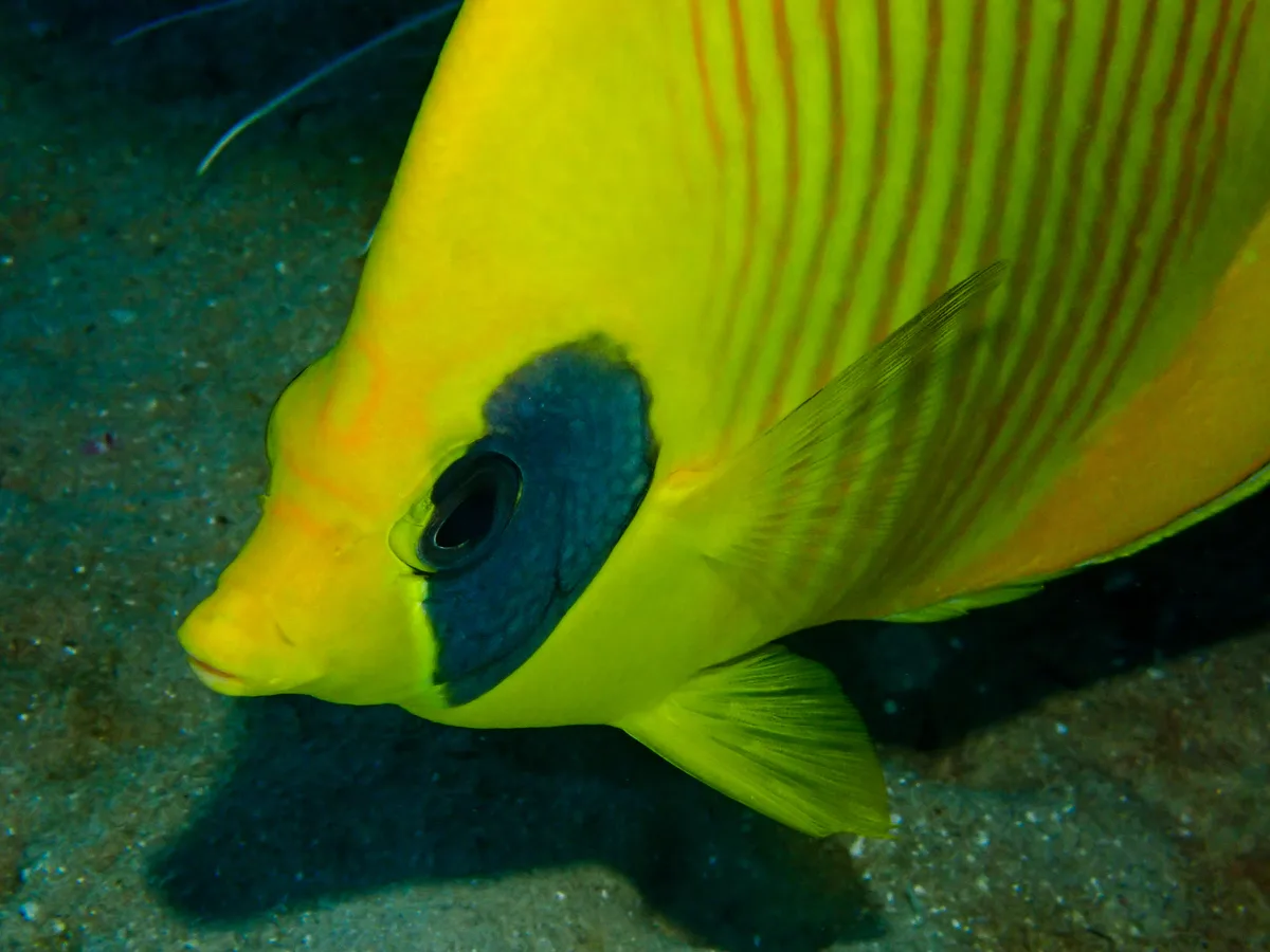 Bluecheek Butterflyfish
