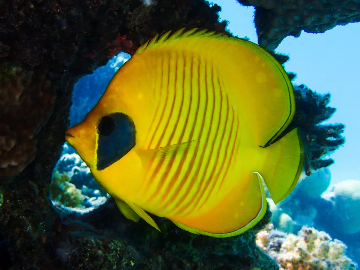 Bluecheek Butterflyfish