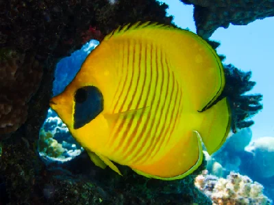 Bluecheek Butterflyfish