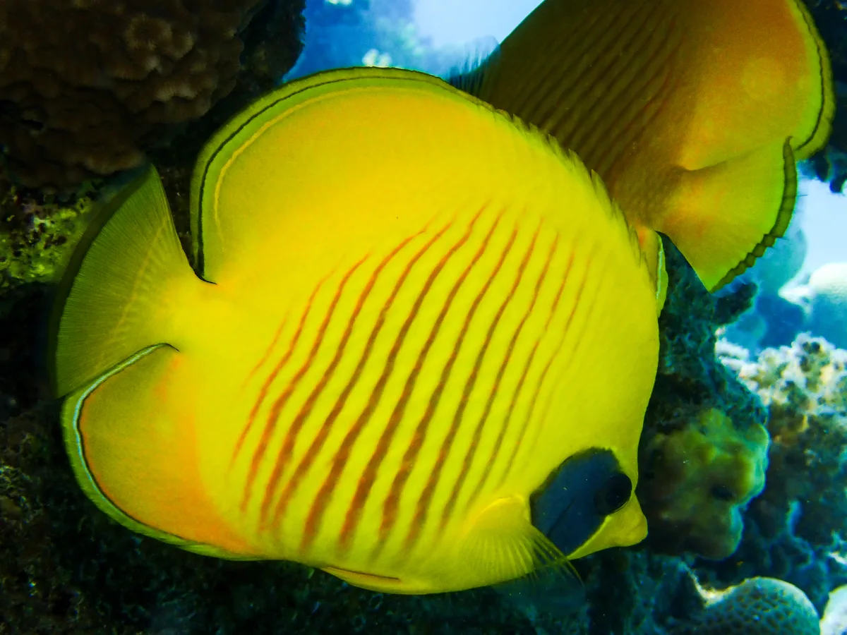 Bluecheek Butterflyfish