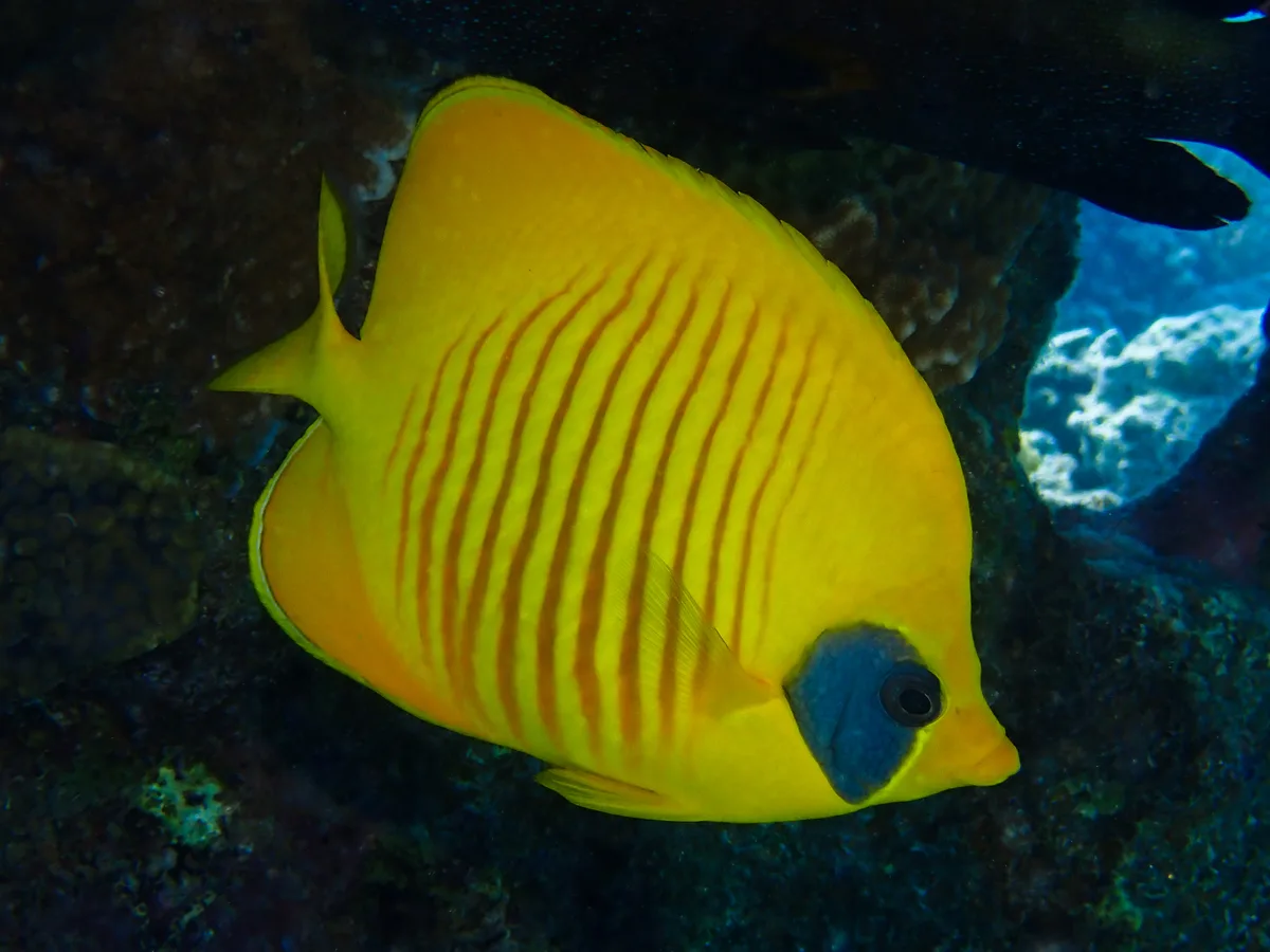 Bluecheek Butterflyfish