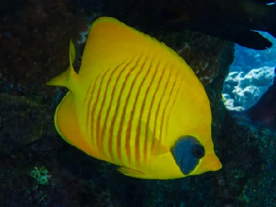 Bluecheek Butterflyfish