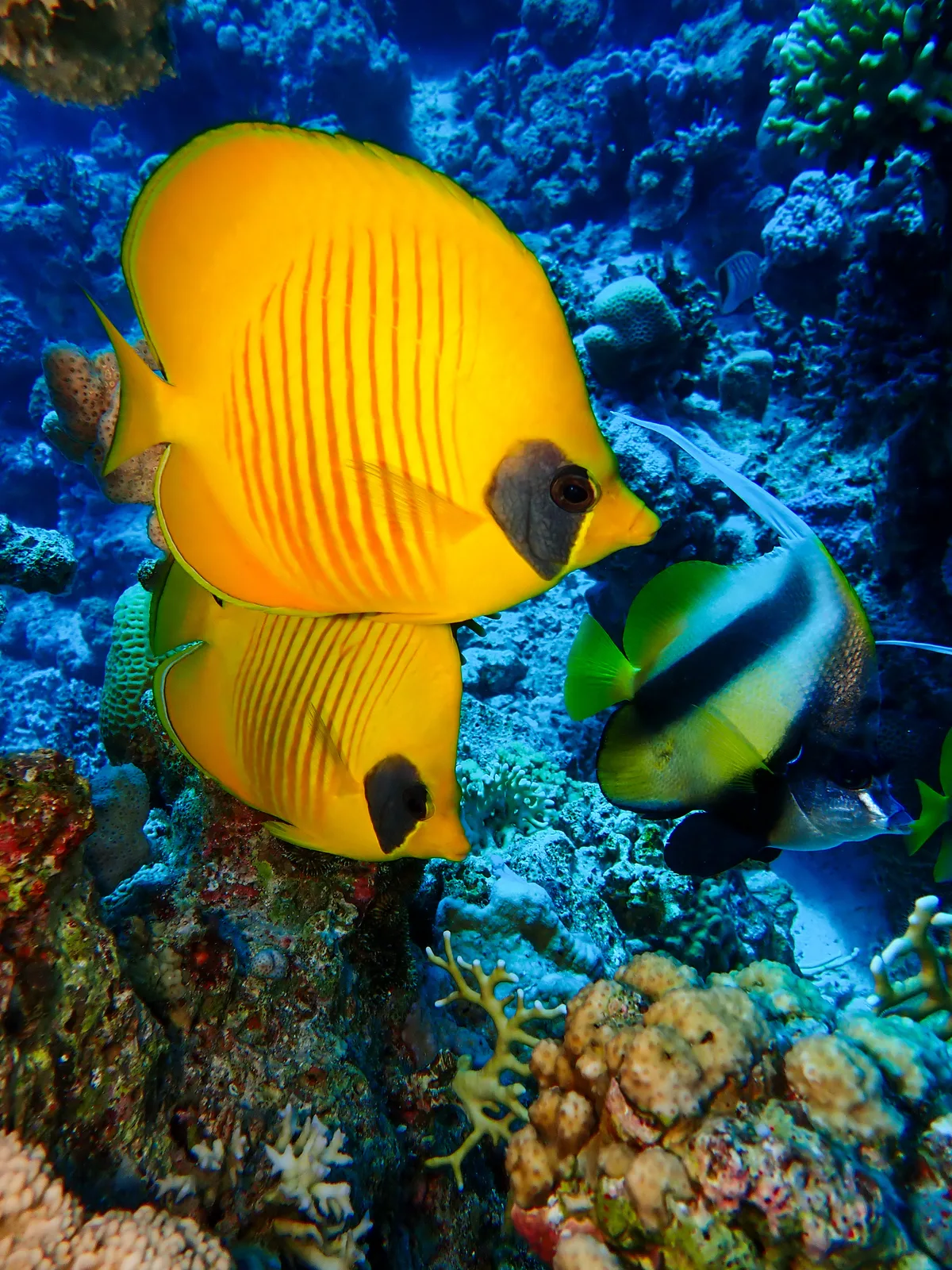 Bluecheek Butterflyfish