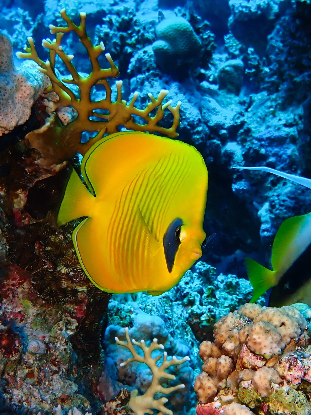 Bluecheek Butterflyfish