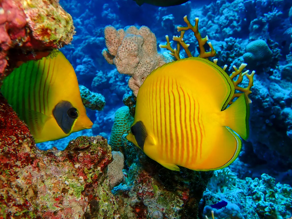 Bluecheek Butterflyfish