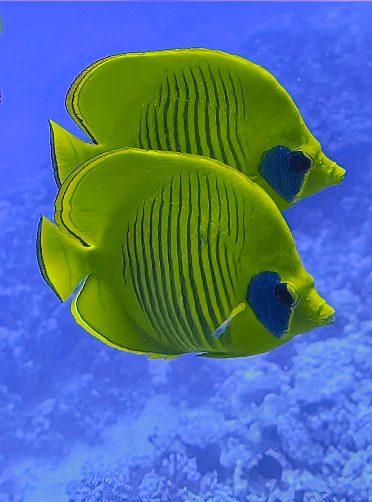 Bluecheek Butterflyfish