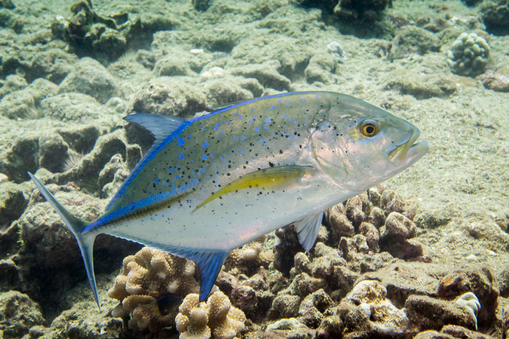 Bluefin trevally (Caranx melampygus)