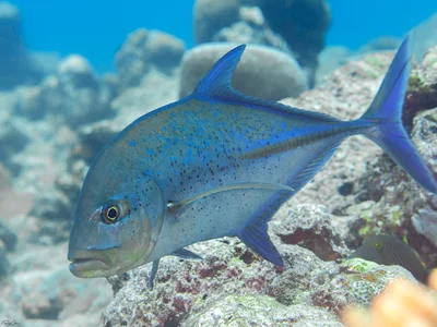 Bluefin Trevally - Caranx melampygus