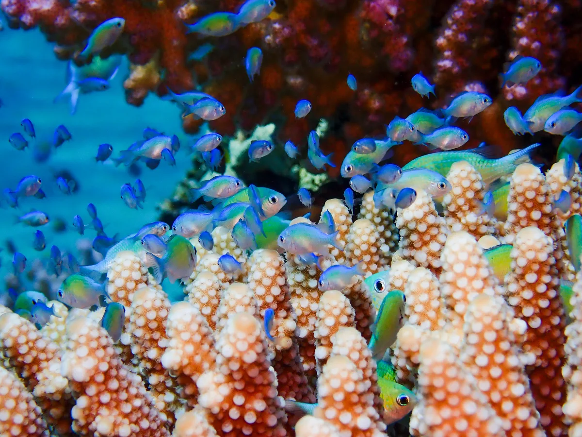 Bluegreen Chromis