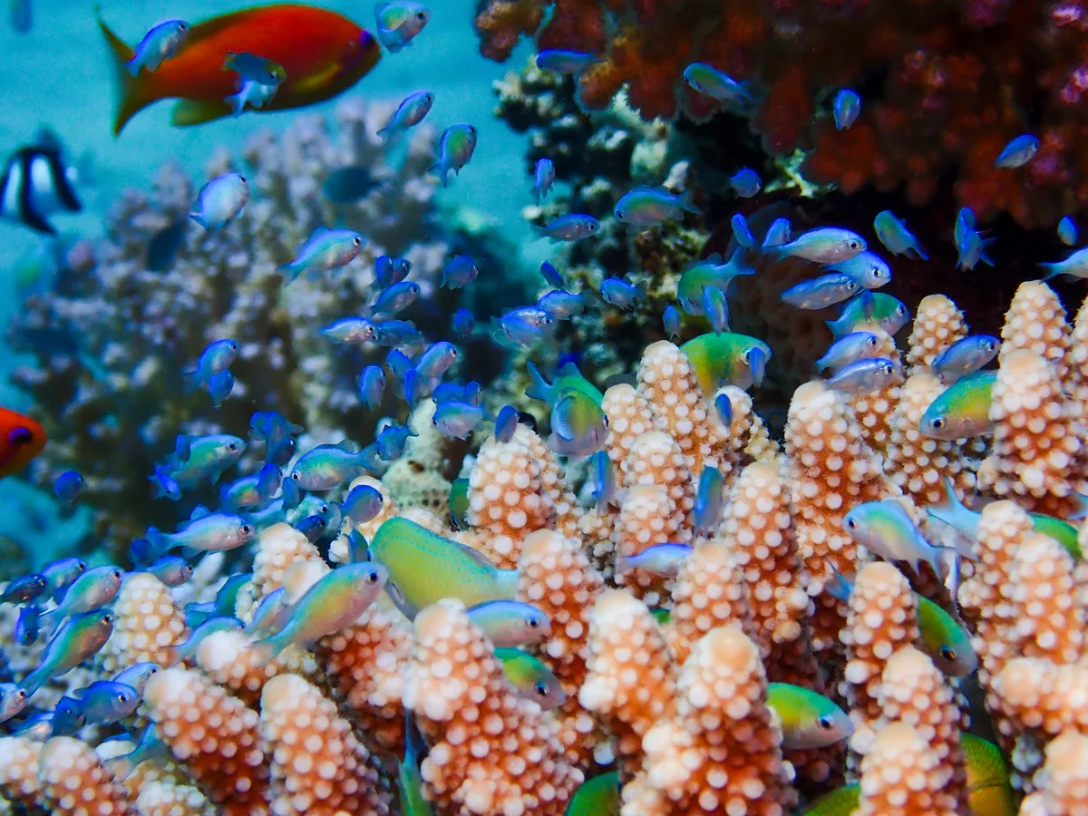 Bluegreen Chromis