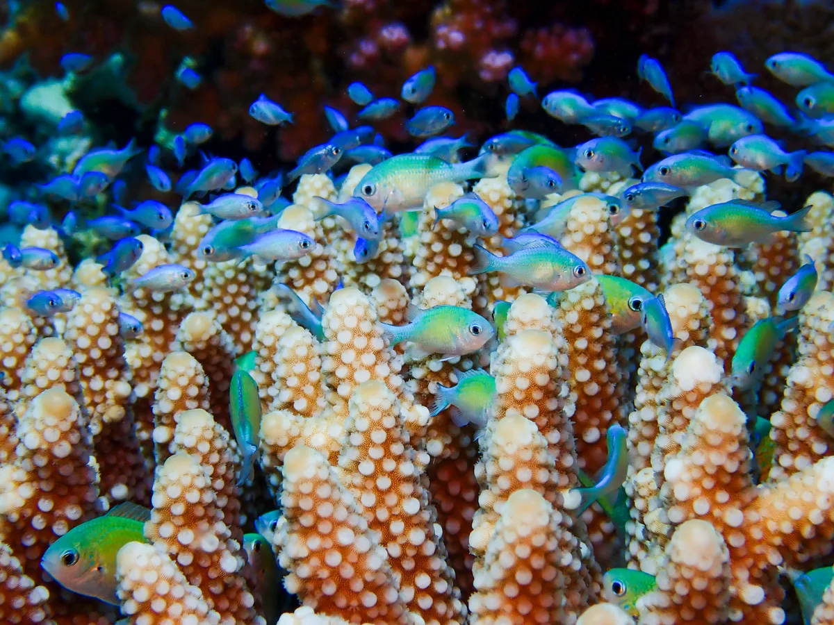 Bluegreen Chromis