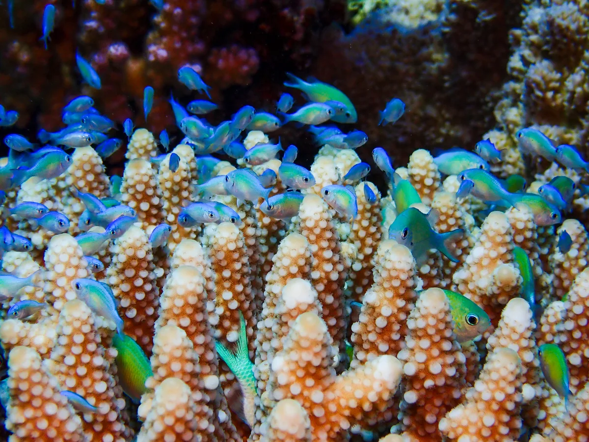 Bluegreen Chromis