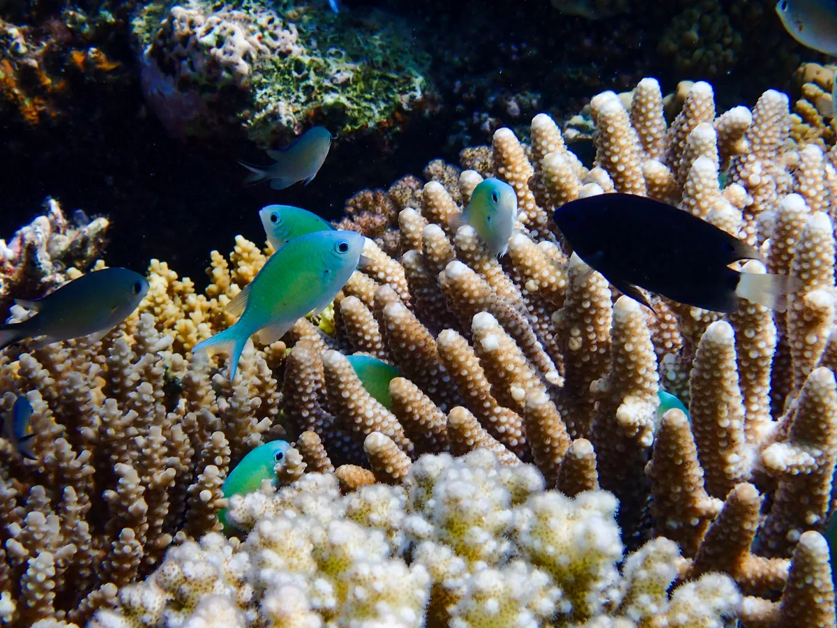 Bluegreen Chromis