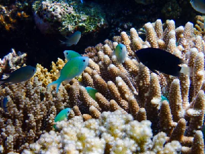 Bluegreen Chromis