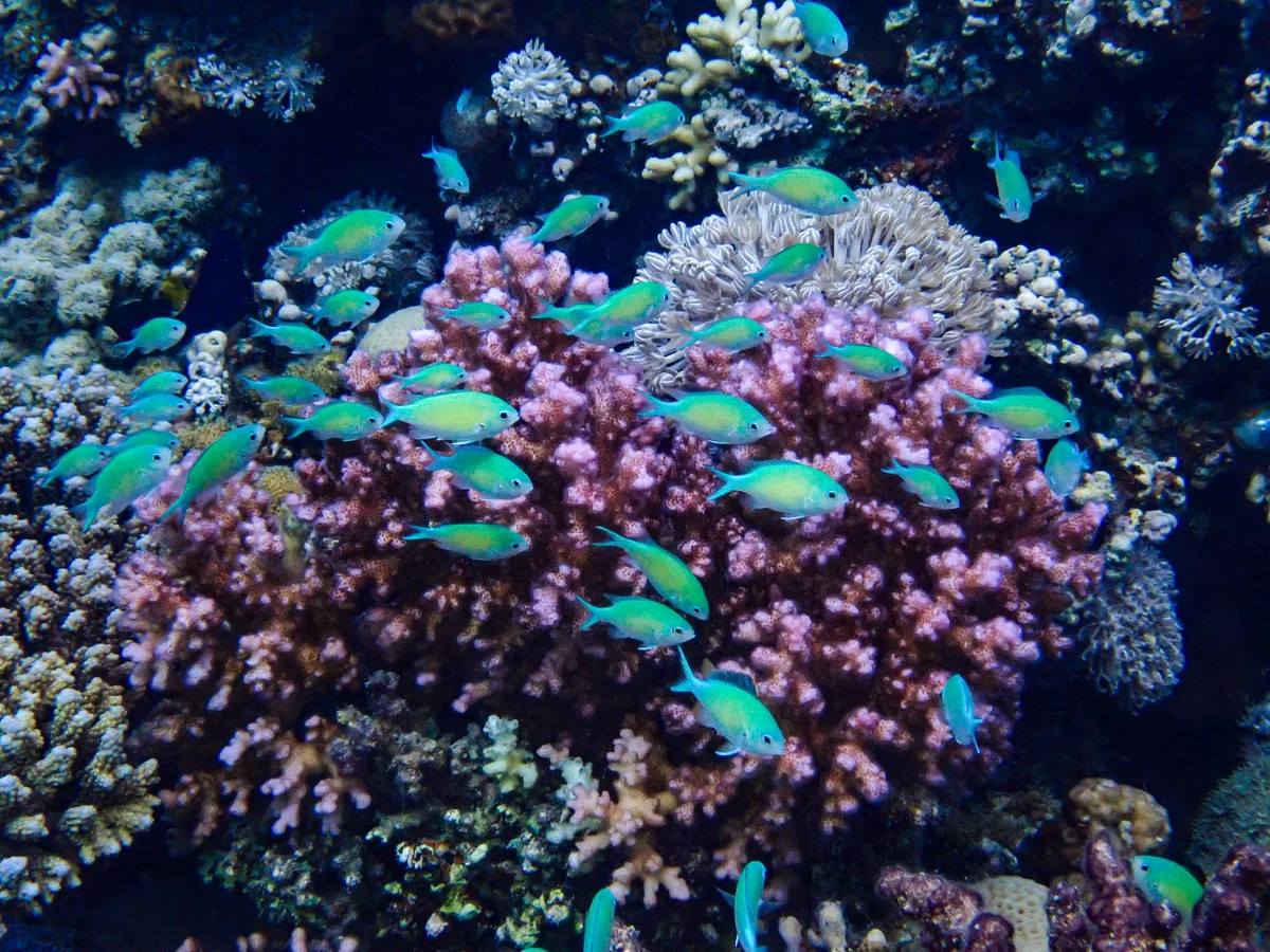 Bluegreen Chromis