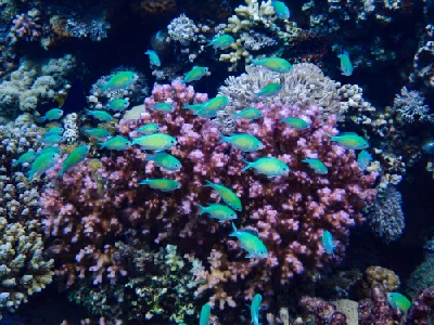 Bluegreen Chromis