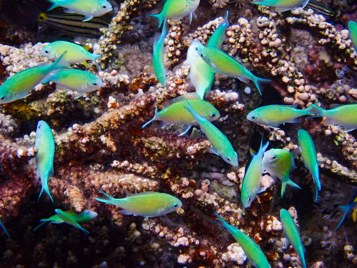 Bluegreen Chromis