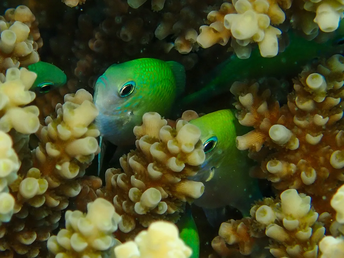Bluegreen Chromis