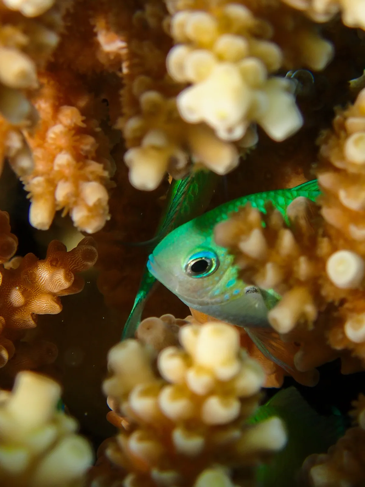 Bluegreen Chromis