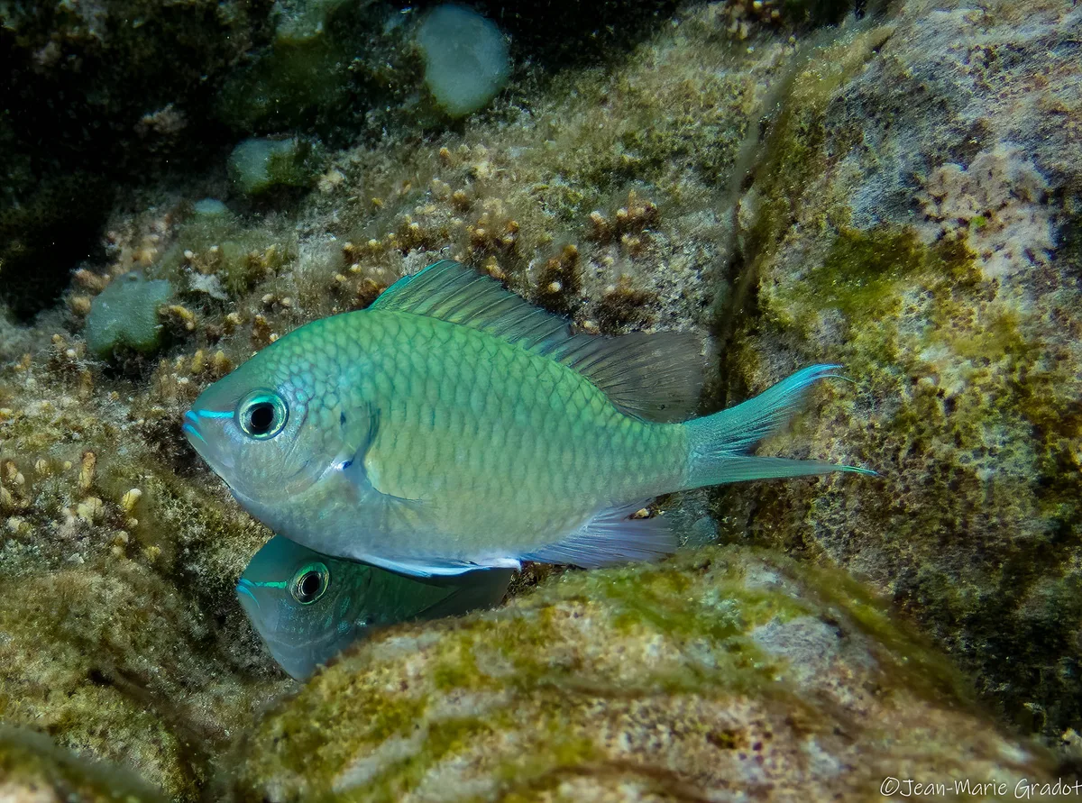 Chromis viridis spawning