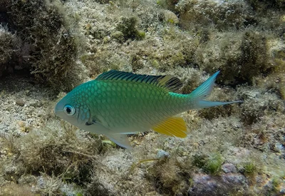 Chromis viridis male