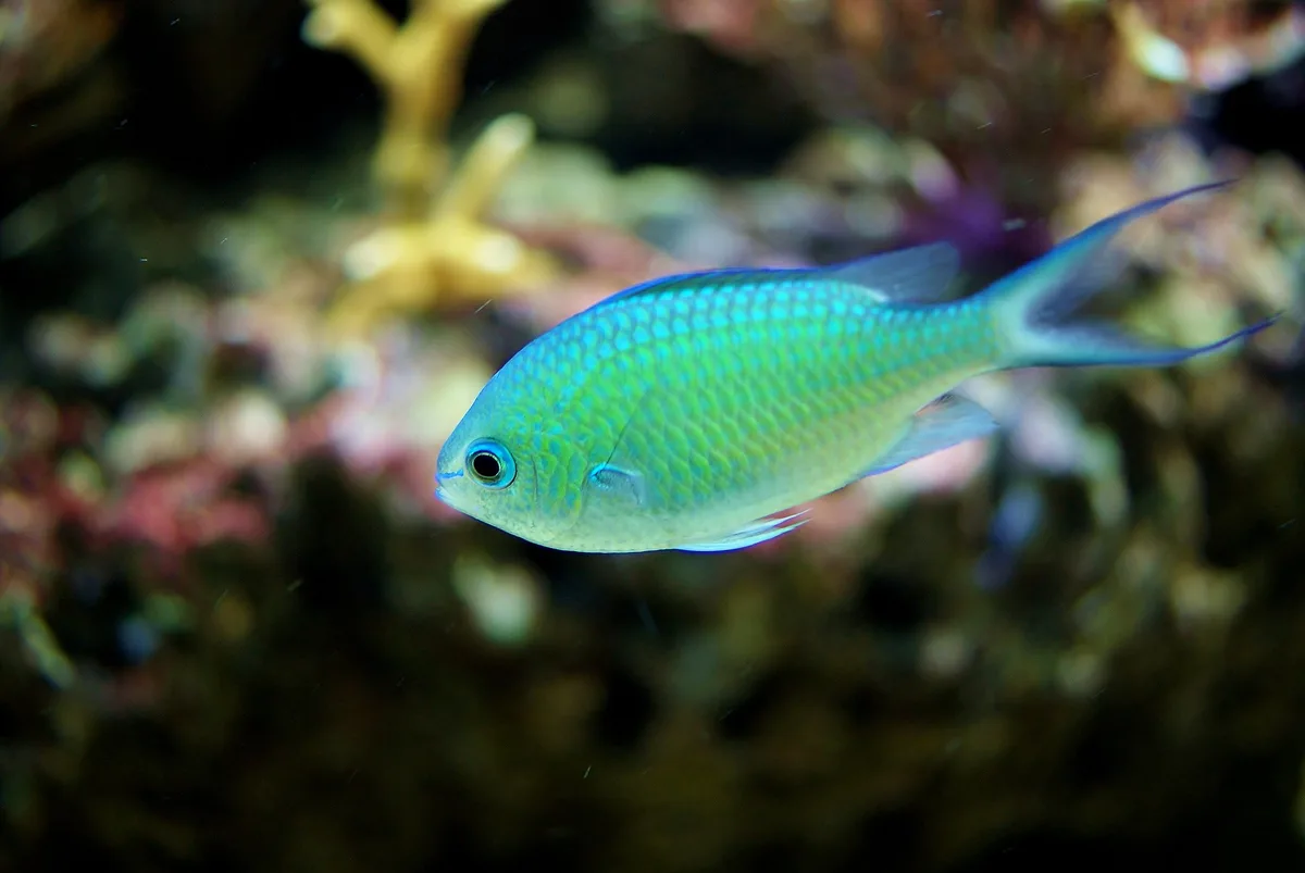 Chromis viridis