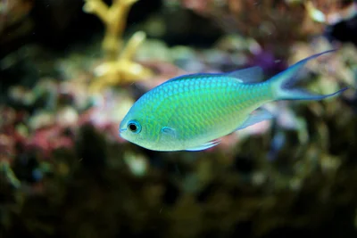 Chromis viridis