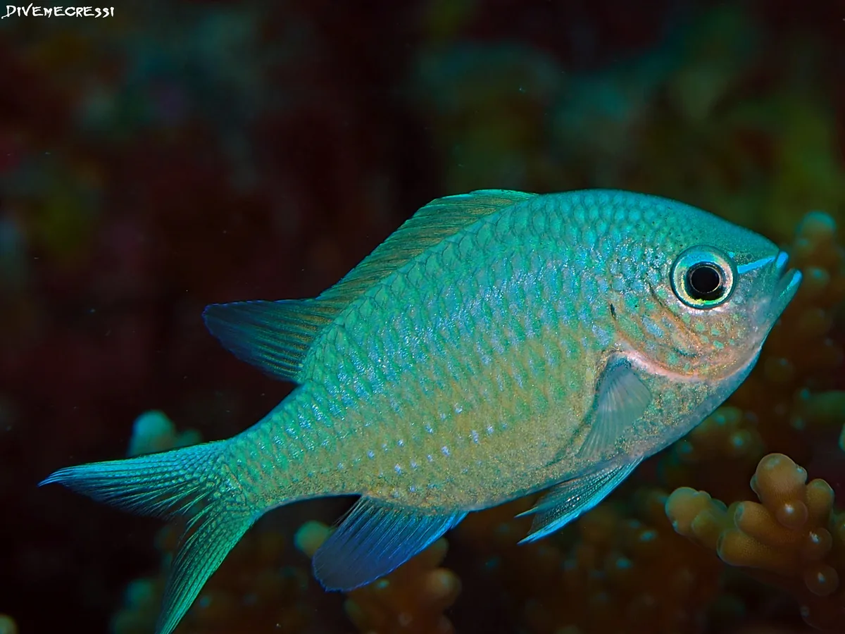 Blue - Green Chromis - Chromis viridis