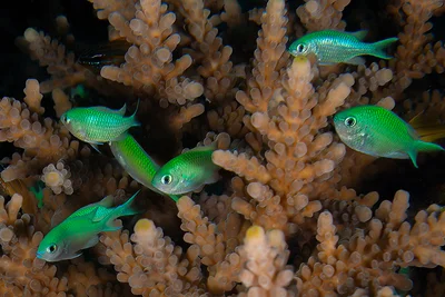 Chromis viridis