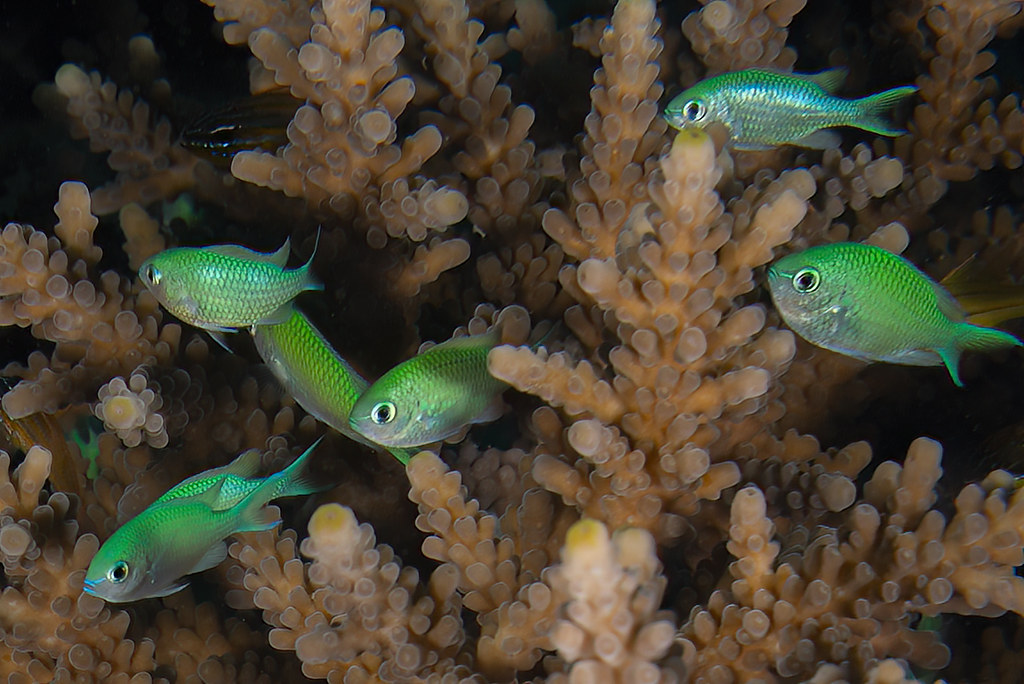 Chromis viridis