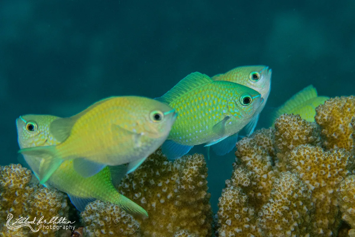 Chromis viridis (Blue-green Chromis)