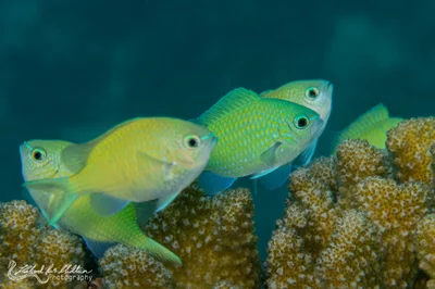 Chromis viridis (Blue-green Chromis)