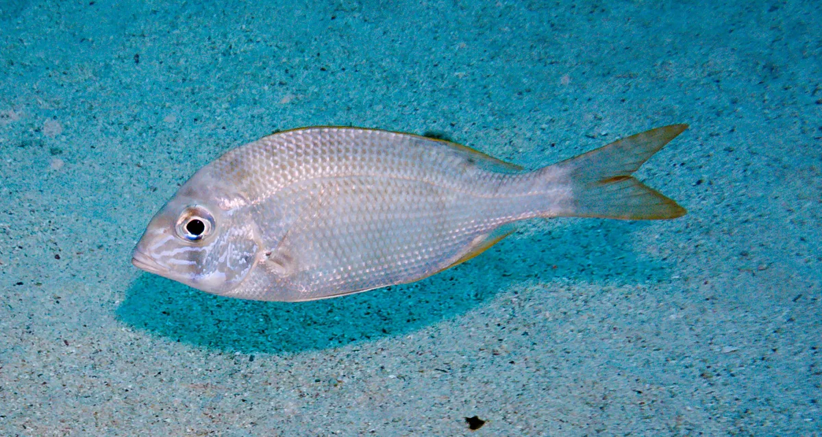 Gymnocranius grandoculis - Marsa Egla, Egypt