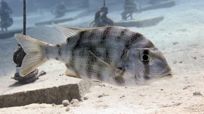Gymnocranius grandoculis - Tabuk, SA