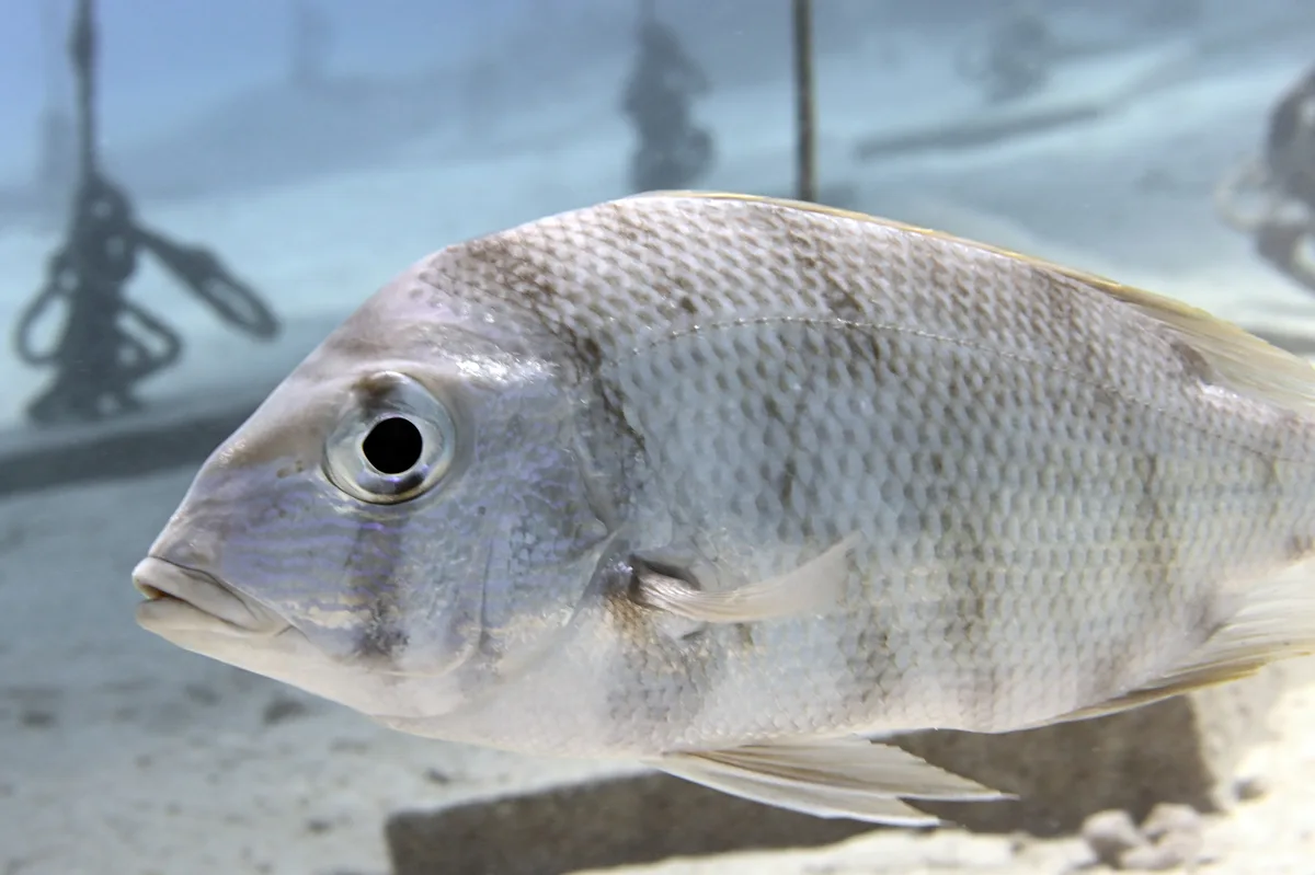Gymnocranius grandoculis - Tabuk, SA