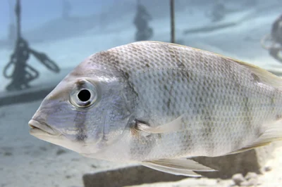 Gymnocranius grandoculis - Tabuk, SA