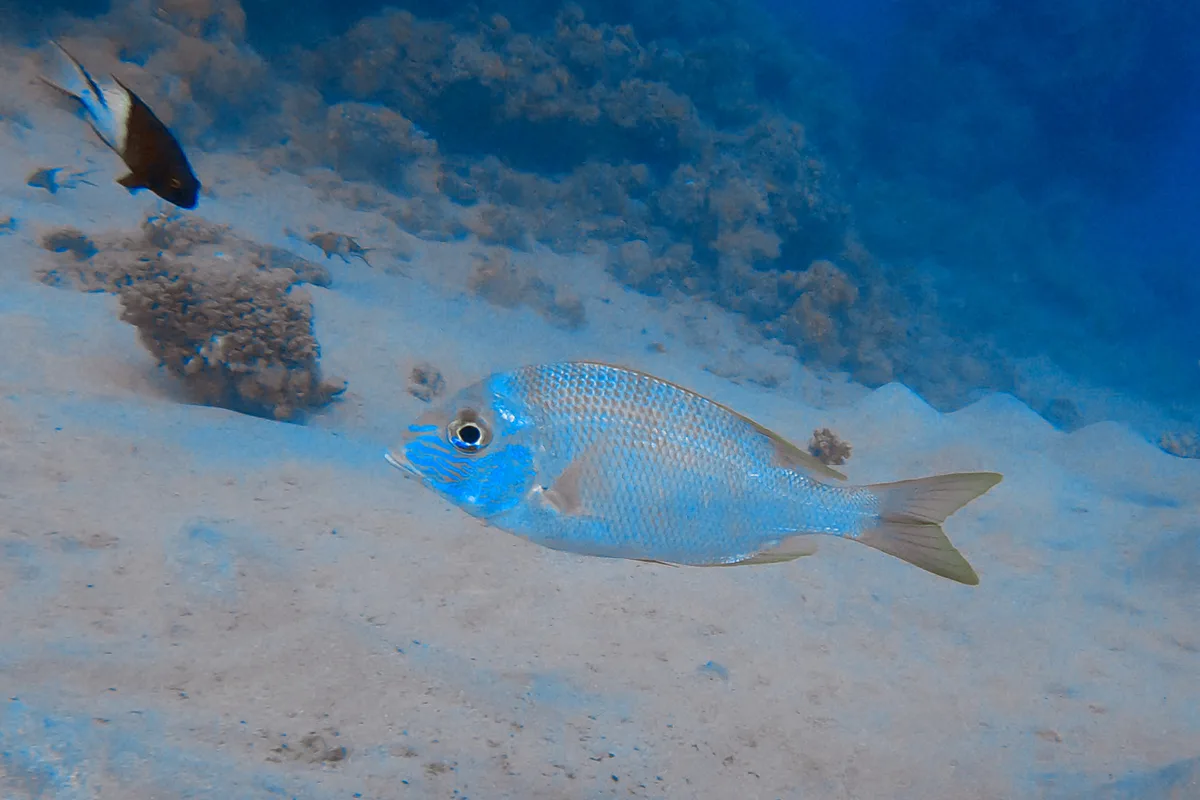 Gymnocranius grandoculis - Al-Qusayr, EG-BA, EG