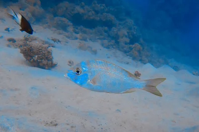 Gymnocranius grandoculis - Al-Qusayr, EG-BA, EG