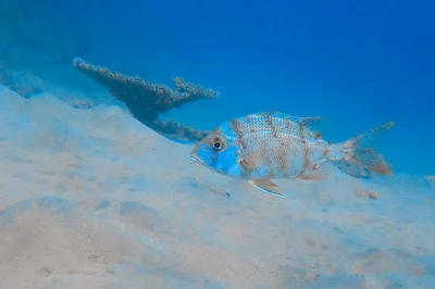Gymnocranius grandoculis - Al-Qusayr, EG-BA, EG