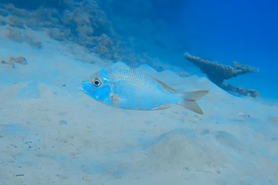 Gymnocranius grandoculis - Al-Qusayr, EG-BA, EG