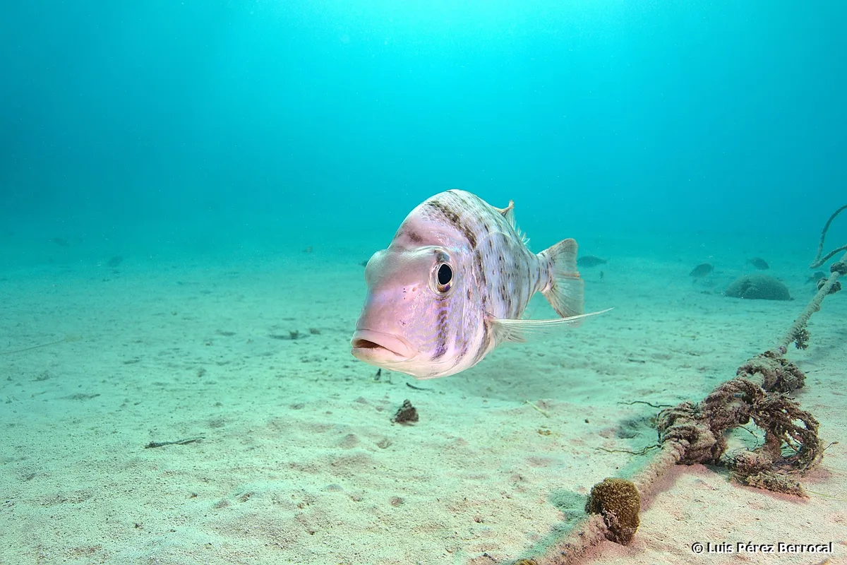 Gymnocranius grandoculis - Marsa Shagra North, Marsa Alam, Red Sea Governorate, Egypt