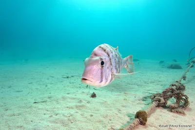 Gymnocranius grandoculis - Marsa Shagra North, Marsa Alam, Red Sea Governorate, Egypt