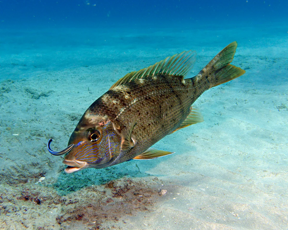 Gymnocranius grandoculis - Lighthouse Bay, Exmouth, WA, Australia