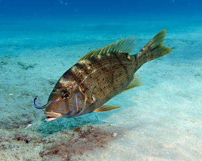 Gymnocranius grandoculis - Lighthouse Bay, Exmouth, WA, Australia