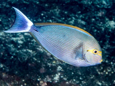 Yellowmask surgeonfish (Acanthurus mata)